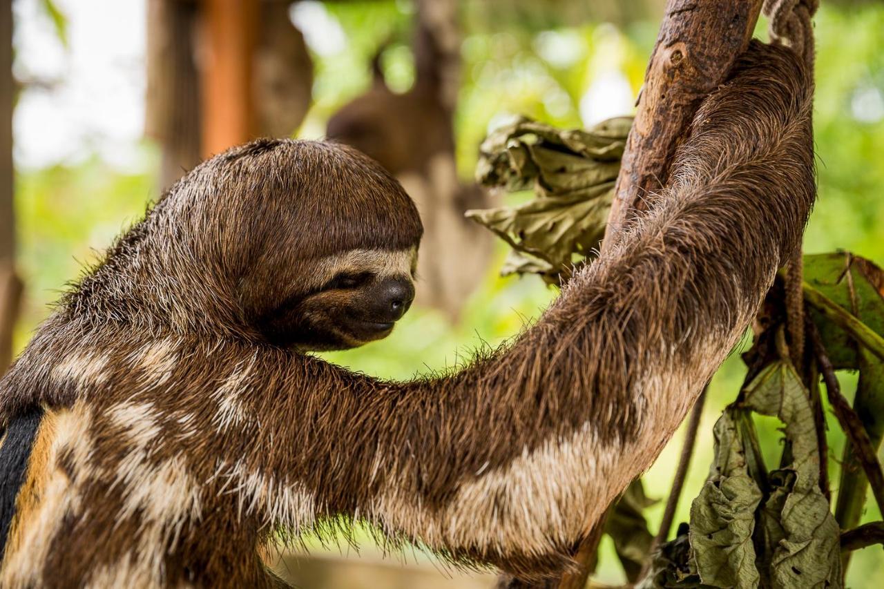 Irapay Amazon Lodge - Asociado Casa Andina Iquitos Dış mekan fotoğraf